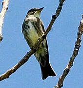 Olive-sided Flycatcher