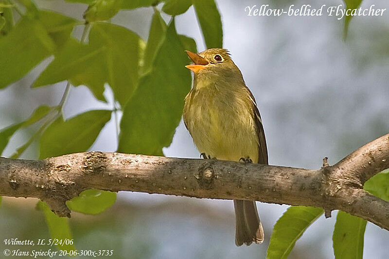 Moucherolle à ventre jaune