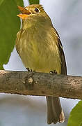 Yellow-bellied Flycatcher