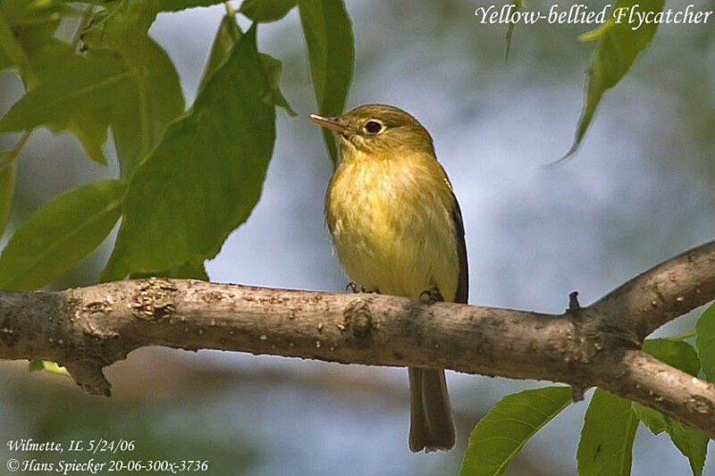 Yellow-bellied Flycatcheradult