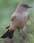 Say's Phoebe