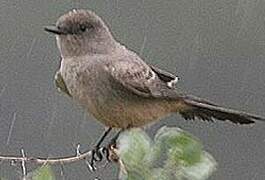 Say's Phoebe