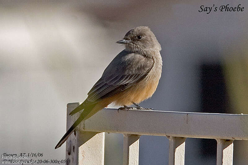 Say's Phoebe