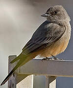 Say's Phoebe