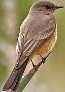 Say's Phoebe