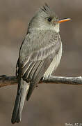 Greater Pewee