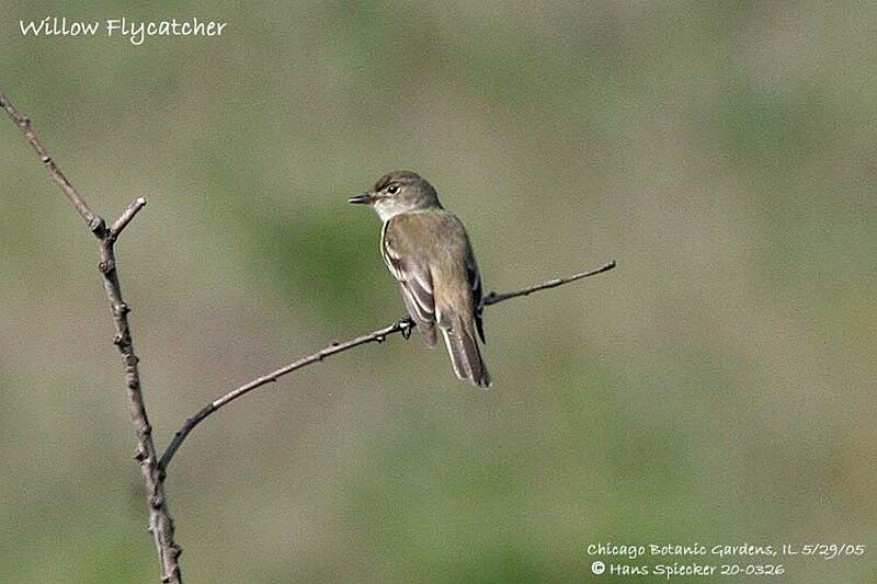 Willow Flycatcher