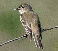 Willow Flycatcher