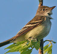 Willow Flycatcher