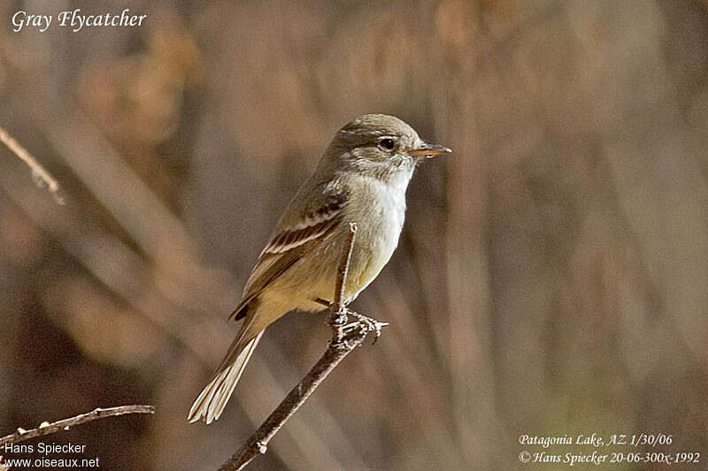 American Grey Flycatcher