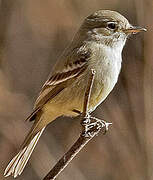 American Grey Flycatcher