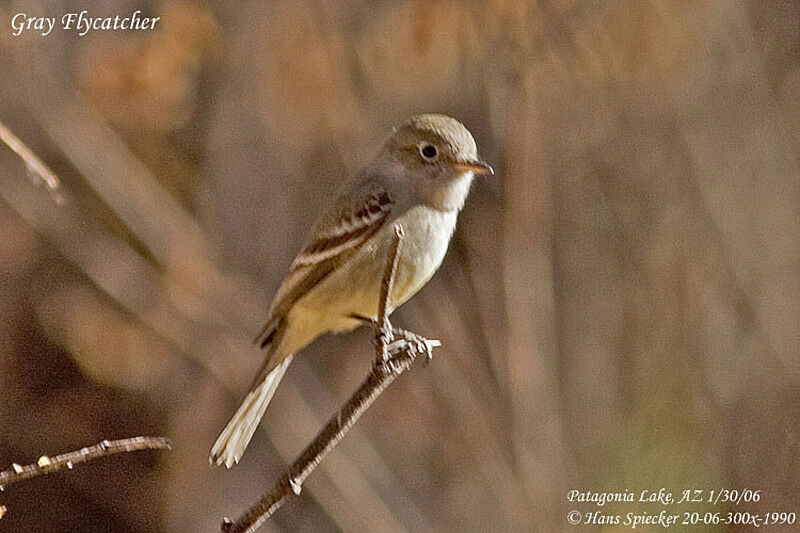 American Grey Flycatcher