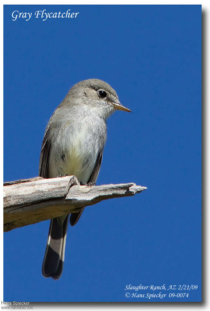 American Grey Flycatcheradult, close-up portrait