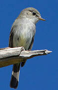 American Grey Flycatcher