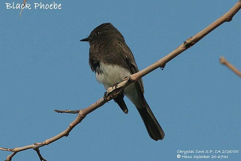 Black Phoebe