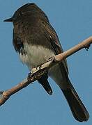 Black Phoebe