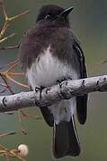 Black Phoebe