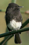 Black Phoebe