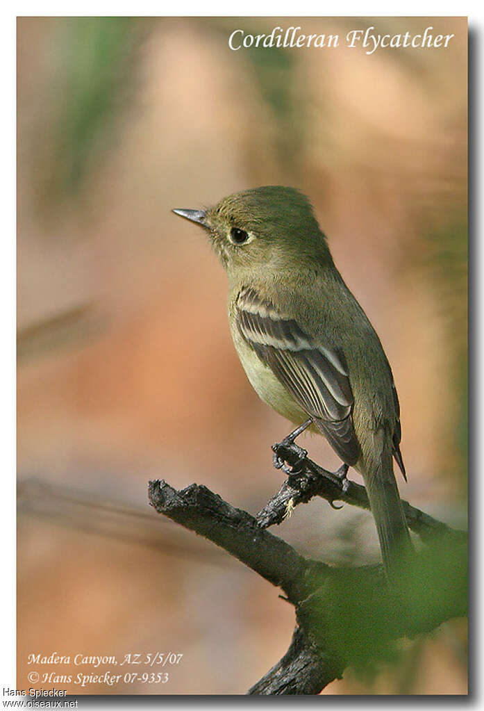 Western Flycatcheradult, identification