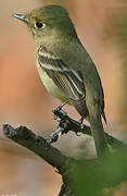 Western Flycatcher