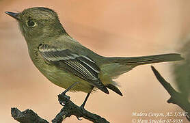 Western Flycatcher