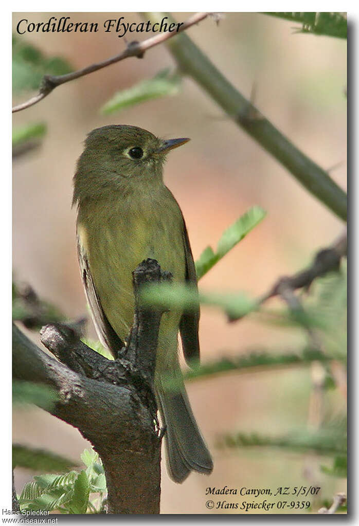 Western Flycatcheradult, identification