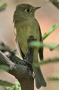 Western Flycatcher