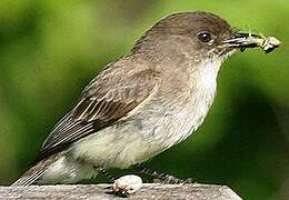 Eastern Phoebe