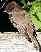 Eastern Phoebe