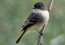 Eastern Phoebe