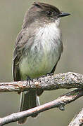 Eastern Phoebe