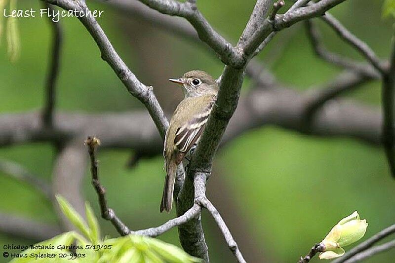 Least Flycatcher