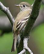 Least Flycatcher