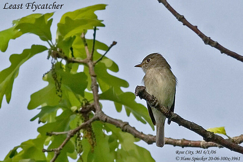 Least Flycatcheradult breeding