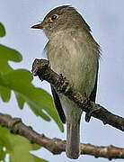 Least Flycatcher