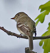 Least Flycatcher