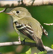 Least Flycatcher