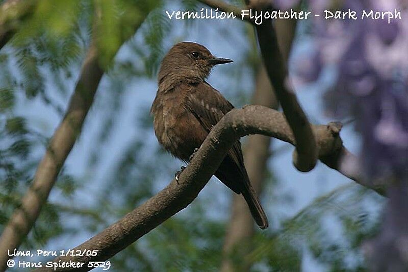 Scarlet Flycatcher