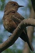 Vermilion Flycatcher