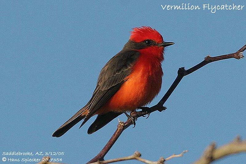 Scarlet Flycatcher