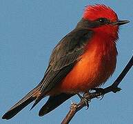 Vermilion Flycatcher