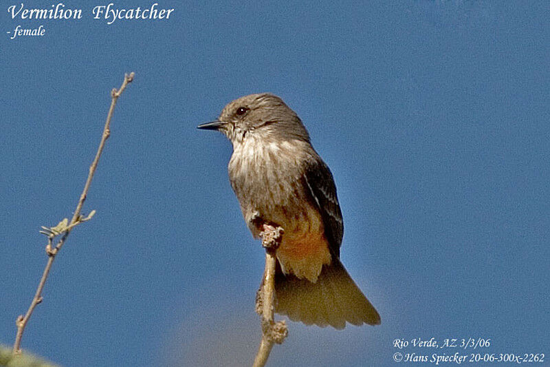 Scarlet Flycatcher female adult