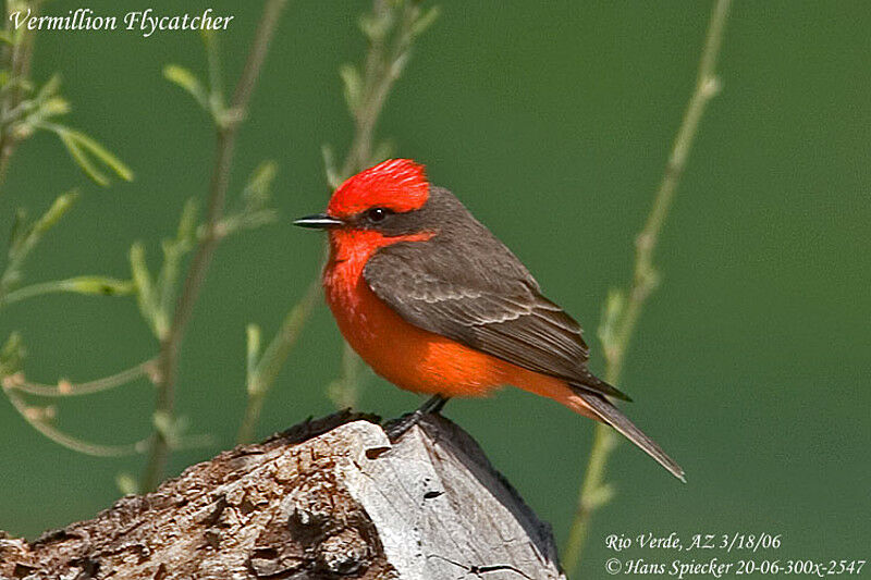 Scarlet Flycatcher male