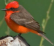 Vermilion Flycatcher