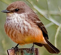 Vermilion Flycatcher