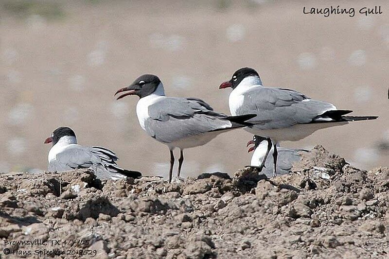 Mouette atricille