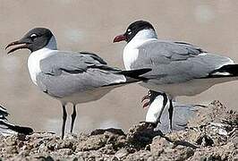 Laughing Gull