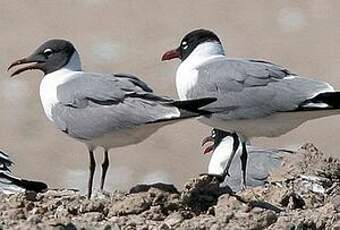 Mouette atricille