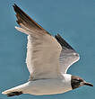 Mouette atricille