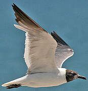 Laughing Gull